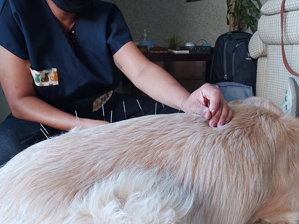 acupuntura veterinaria
