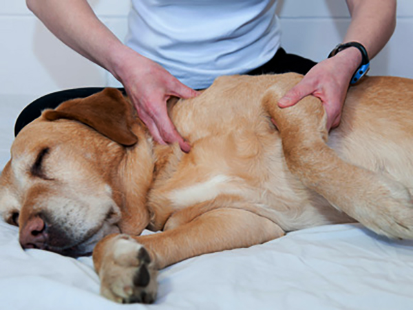 quiropraxia veterinaria