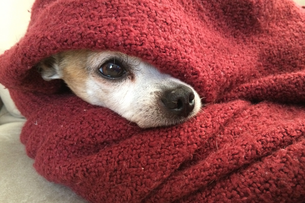 cachorro sentindo dor com frio